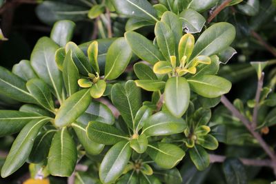 Close-up of green leaves