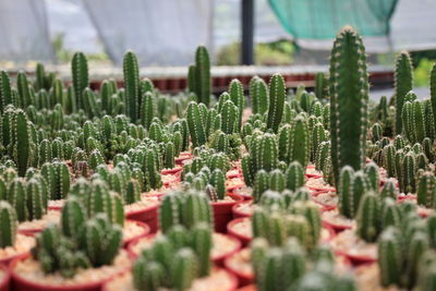 Close-up of succulent plants