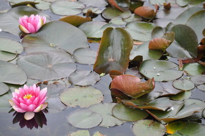 Close-up of pink water lily in lake