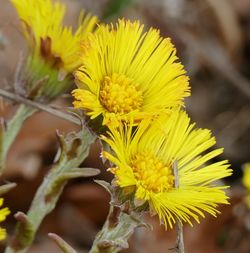 Close-up of yellow flowering plant