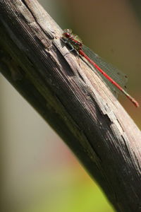 Close-up of insect on wood