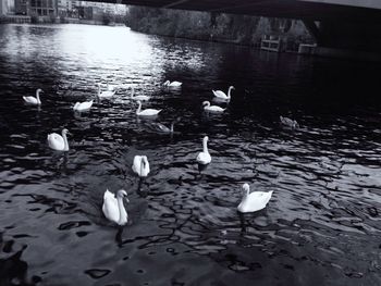 View of birds in water