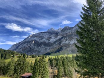 Pine trees on mountains against sky