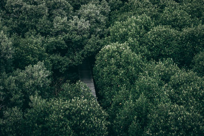 High angle view of trees in forest