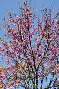 Low angle view of pink flowers
