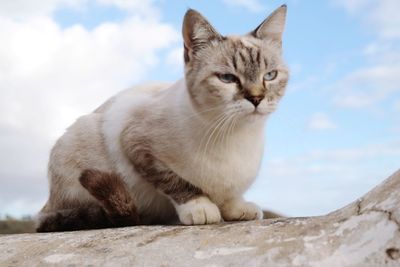 Portrait of cat sitting against sky