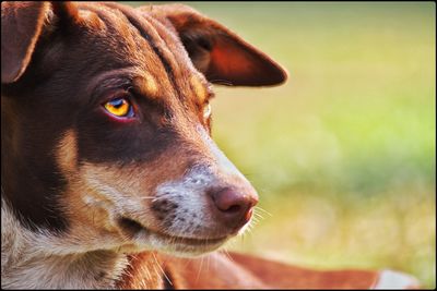 Close-up of brown dog