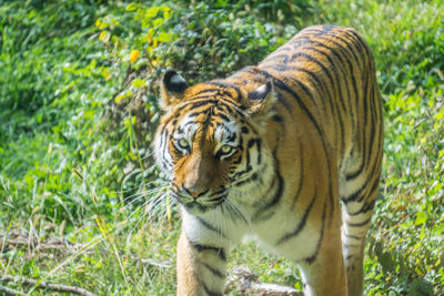 Close-up portrait of tiger