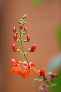 Close-up of red berries growing on tree