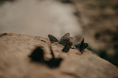 Close-up of turtle