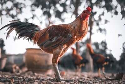 Close-up of rooster on land