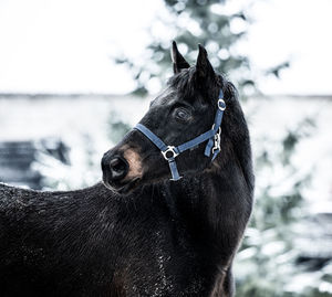 Close-up of a dog on snow