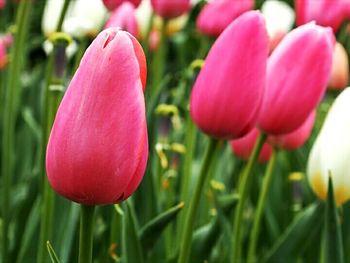 Close-up of red tulips blooming in field