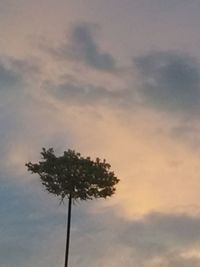 Low angle view of palm trees against sky