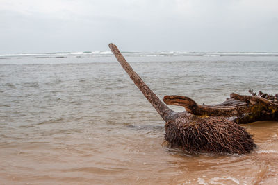 View of lizard in the sea