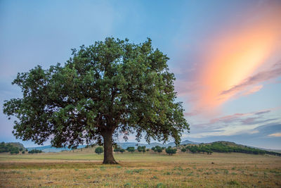 Tree on field against sky during sunset