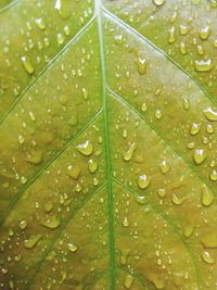 Full frame shot of wet maple leaf