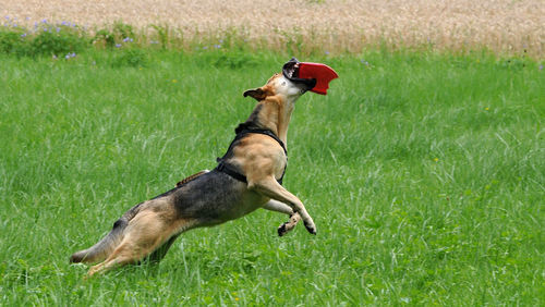 Dog running on grassy field