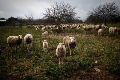 Sheep on field against sky