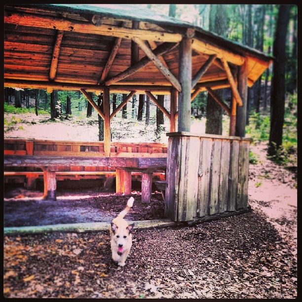 animal themes, domestic animals, mammal, one animal, pets, wood - material, built structure, abandoned, auto post production filter, livestock, dog, relaxation, domestic cat, two animals, day, outdoors, no people, field, house, architecture