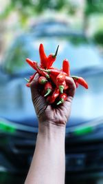 Close-up of hand holding red chili peppers