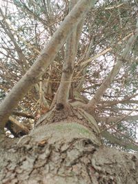 Low angle view of trees in the forest