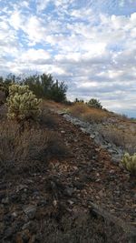 Cactus growing on field against sky