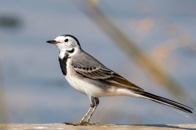 Close-up of bird perching