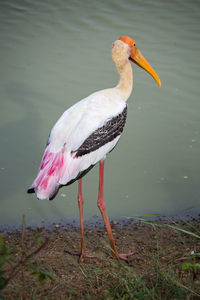 Close-up of bird on lakeshore