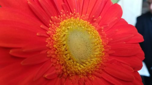 Close-up of red flower blooming outdoors