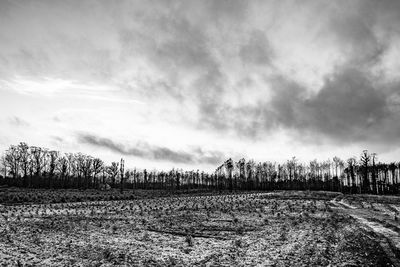 Scenic view of field against sky