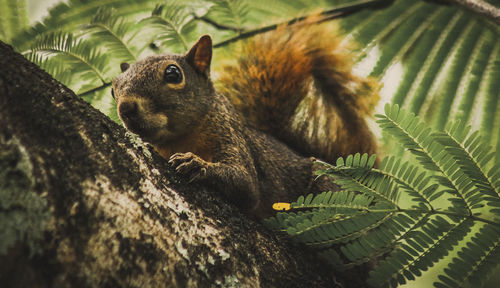 Close-up of squirrel on tree