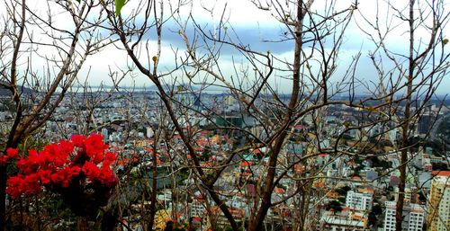 Bare trees in city