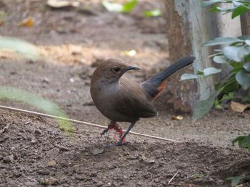 Close-up of bird perching on a field