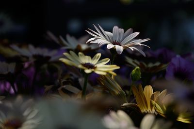 Close-up of fresh purple flowers blooming outdoors