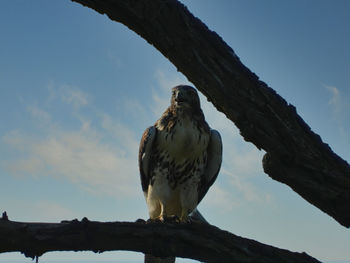 Bird perching on a tree