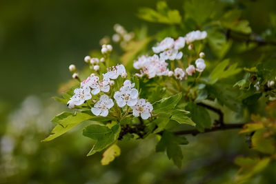 Close-up of white flowering plant