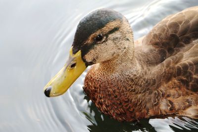 Close-up of duck swimming in lake