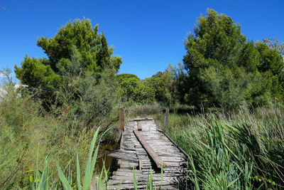 Trees in forest against clear blue sky