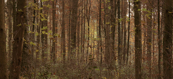 Full frame shot of pine trees in forest