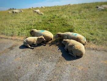 View of sheep on field