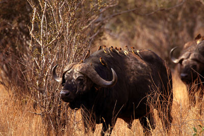 View of an bufalo on field