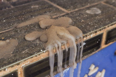 Close-up of turtle in water