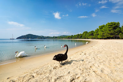 Scenic view of beach against sky