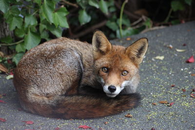 Close-up of fox