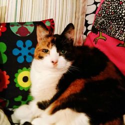 Close-up portrait of cat lying on blanket