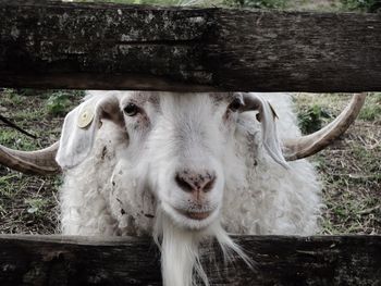 Close-up portrait of a goat 