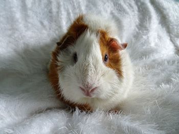 Close-up of a guinea pig