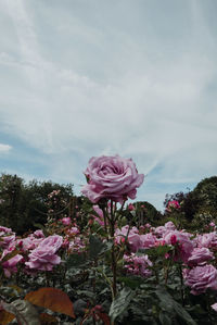 Close-up of pink rose flower against sky