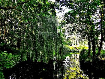 Trees growing in forest